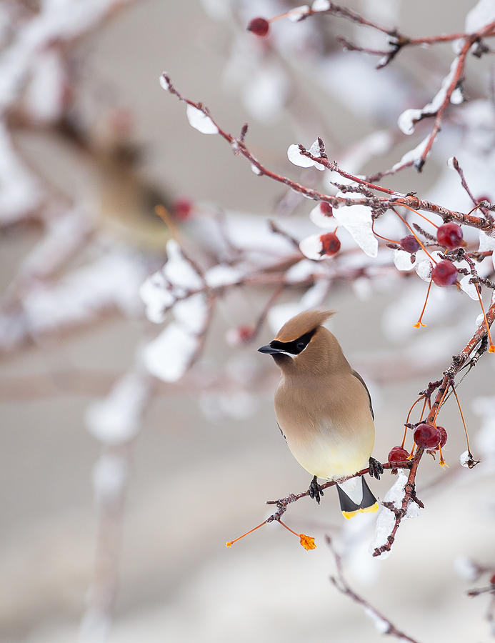 Cedar Waxwing by Michael Chatt Cedar Waxwing by Michael Chatt