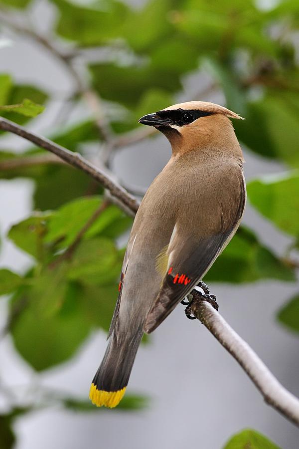 Cedar Waxwing Photograph by Mike Farslow