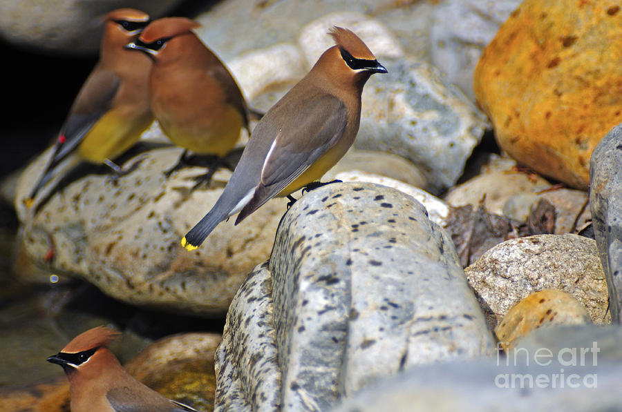 1157A Cedar Waxwing Photograph by NightVisions