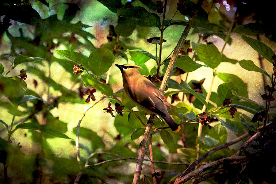 Cedar Waxwing Photograph by Peggy Collins
