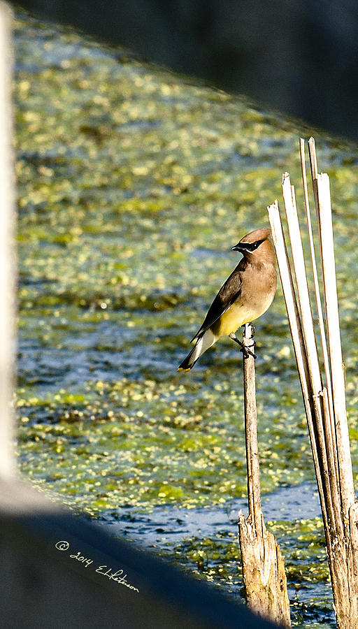 Cedar Waxwing Perched Photograph by Ed Peterson