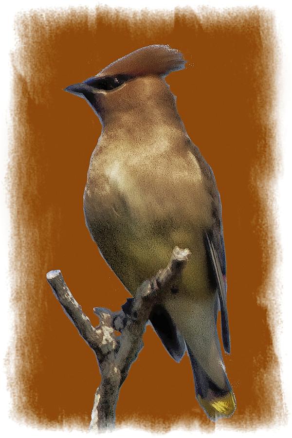 Cedar Waxwing Photo Art Photograph by Constantine Gregory