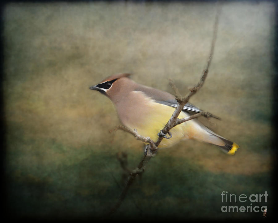 Bird Photograph - Cedar Waxwing Portrait I by Jai Johnson