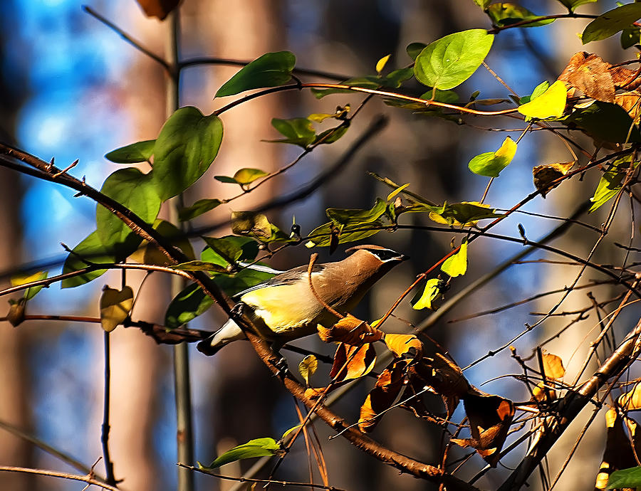 Bird Photograph - Cedar Waxwing preparing to fly by Flees Photos