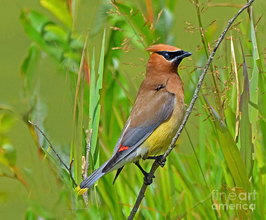Cedar Waxwing Photograph by Rodney Campbell