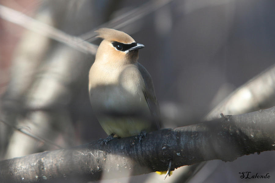 Bird Photograph - Cedar Waxwing by Sarah  Lalonde