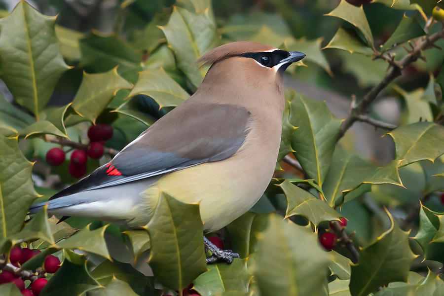Cedar Waxwing Side Profile Photograph by Terry DeLuco