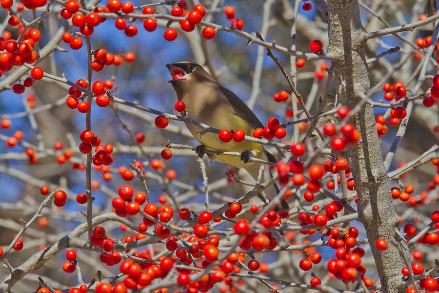 Cedar Waxwing In the Act of Swallowing a Possumhaw Fruit Photograph by Steven Schwartzman