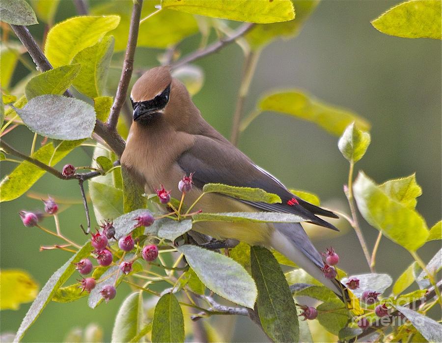 Cedar Waxwing Photograph by Tracey Levine