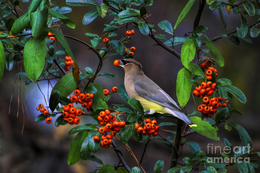 Cedar Waxwing with Berry Photograph by Barbara Bowen