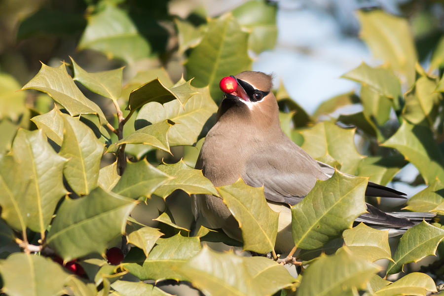 Cedar Waxwing with Berry Photograph by Terry DeLuco