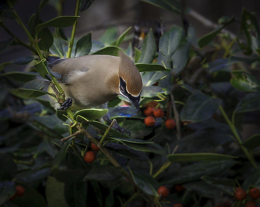 Cedar Waxwings  2012-2 Photograph by Donald Brown