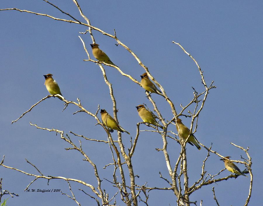 Bird Photograph - Cedar Waxwings by Allen Sheffield