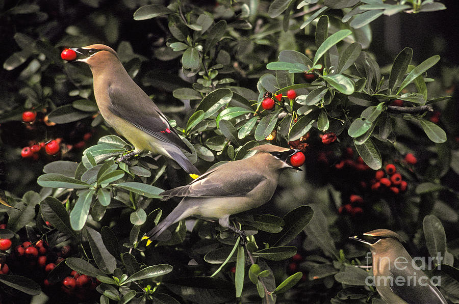Wildlife Photograph - Cedar Waxwings Eating Berries by Ron Sanford