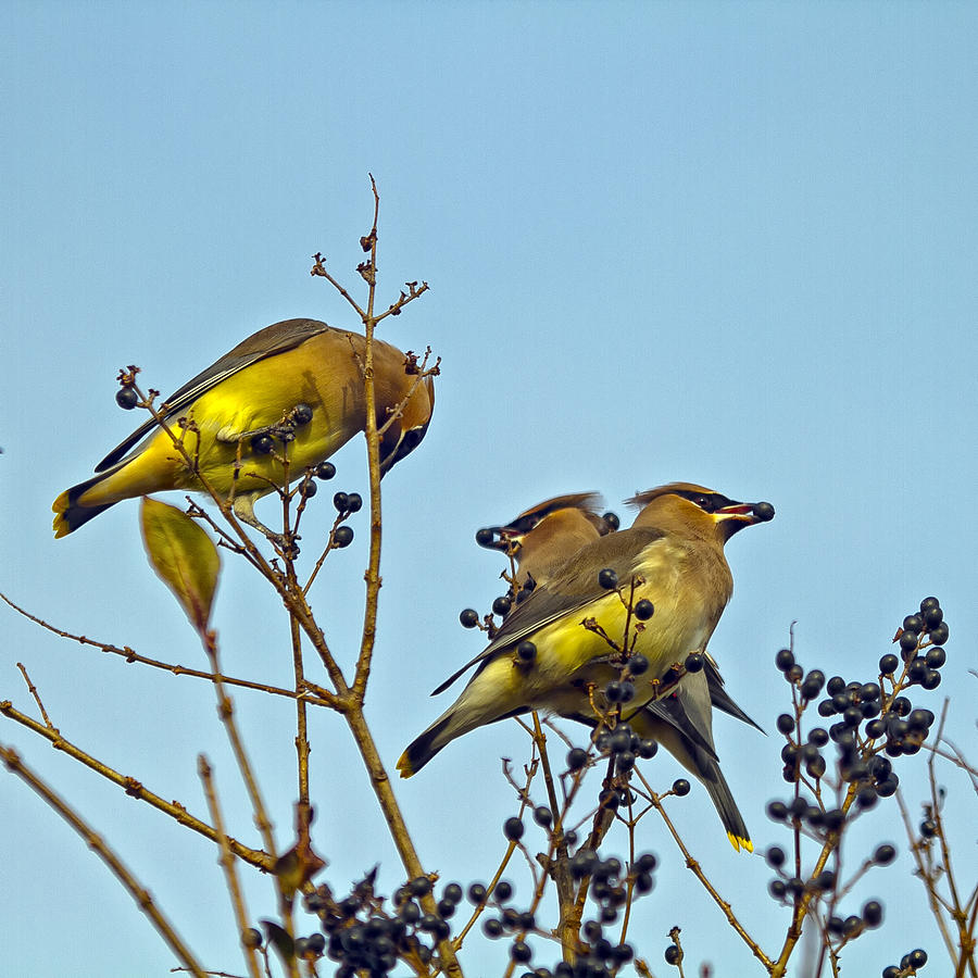 Cedar Waxwings Feasting Photograph by Constantine Gregory