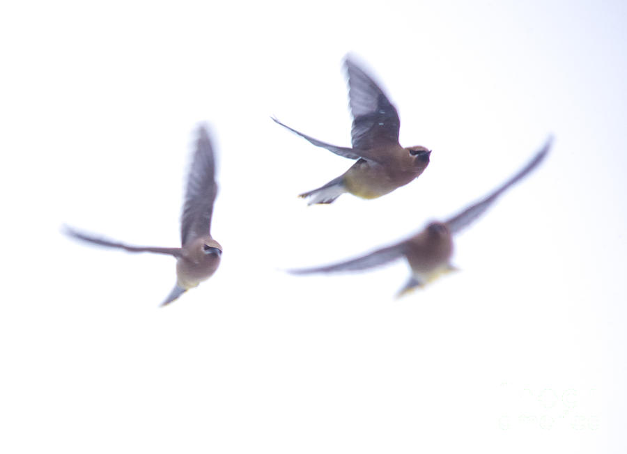 Cedar Waxwings in Flight Photograph by Cheryl Baxter