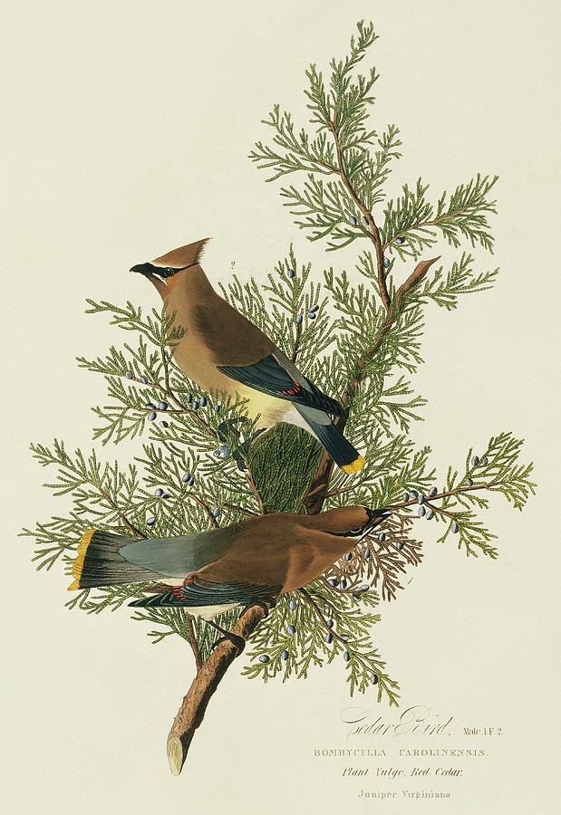 Cedar Waxwings Photograph by Natural History Museum, London/science Photo Library
