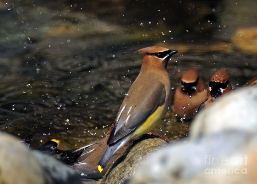 1030A Cedar Waxwings Photograph by NightVisions