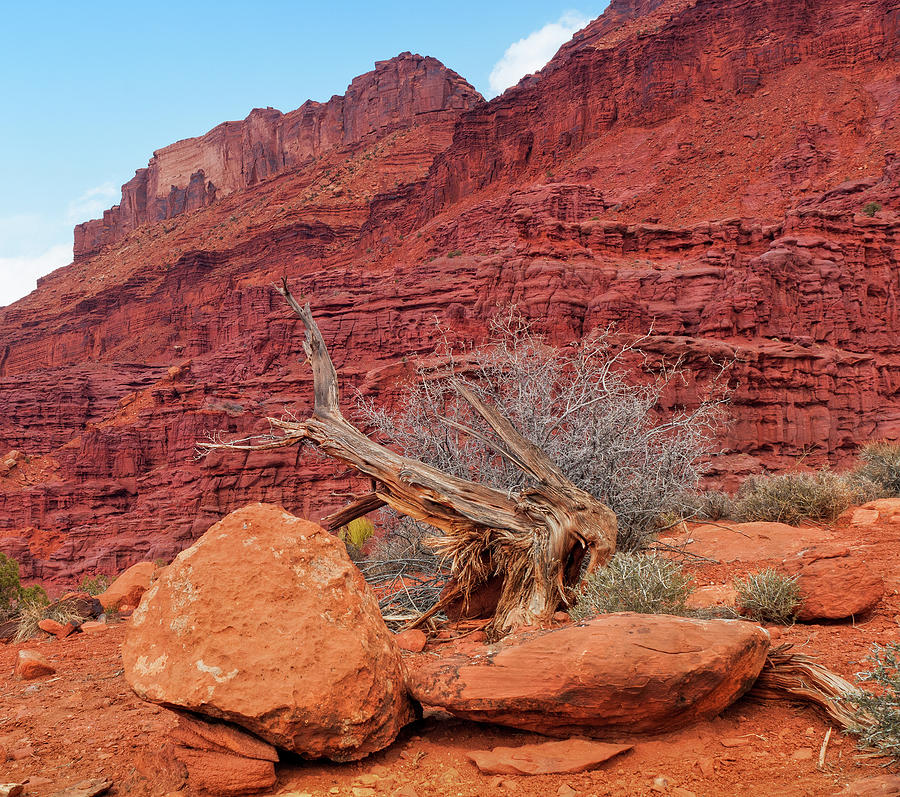 Cedar Wood Tree, Fisher Towers, Moab Photograph by Fotomonkee