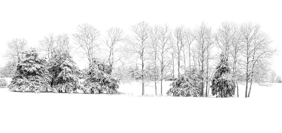 Cedars and Snow Photograph by Wayne Meyer