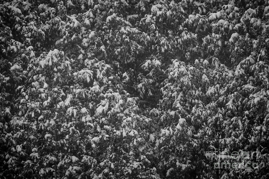 Cedars in snow Photograph by Elena Elisseeva