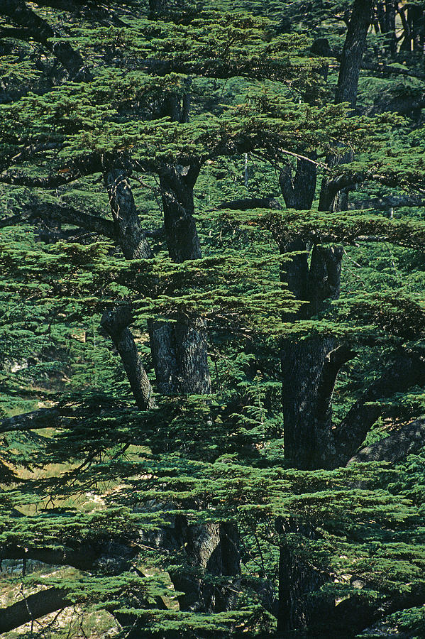 Cedars Of Lebanon Photograph by J Gerard Sidaner