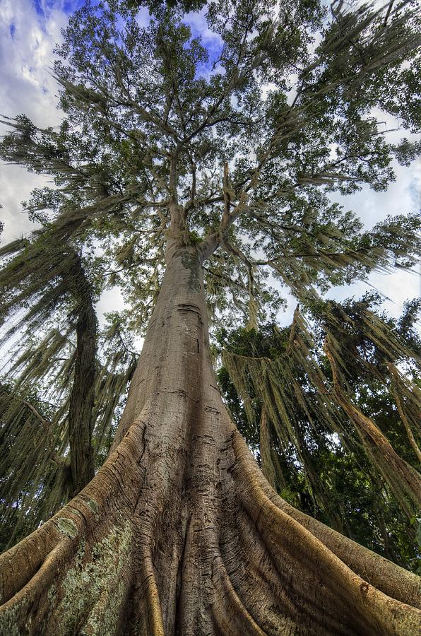 Nature Photograph - Ceiba Tree by Jess Kraft