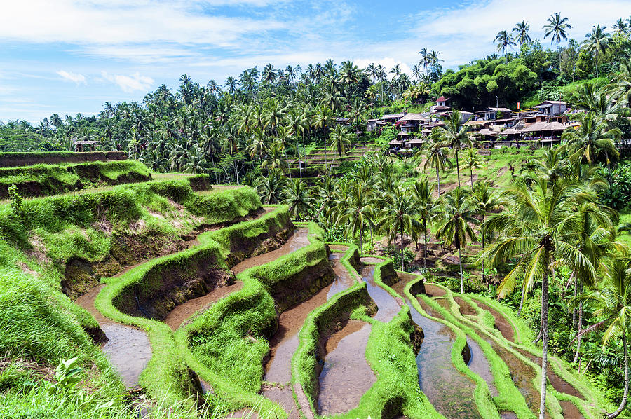 Ceking Rice Terraces, Ubud, Bali Photograph by John Harper
