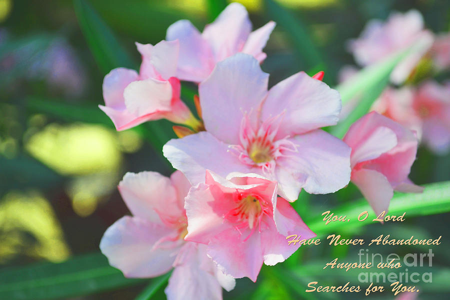 Celebrate Spring with Scripture Photograph by Beverly Guilliams