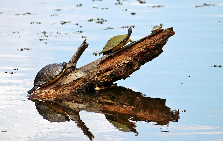 Happy Family Of Turtles Photograph by Cynthia Guinn