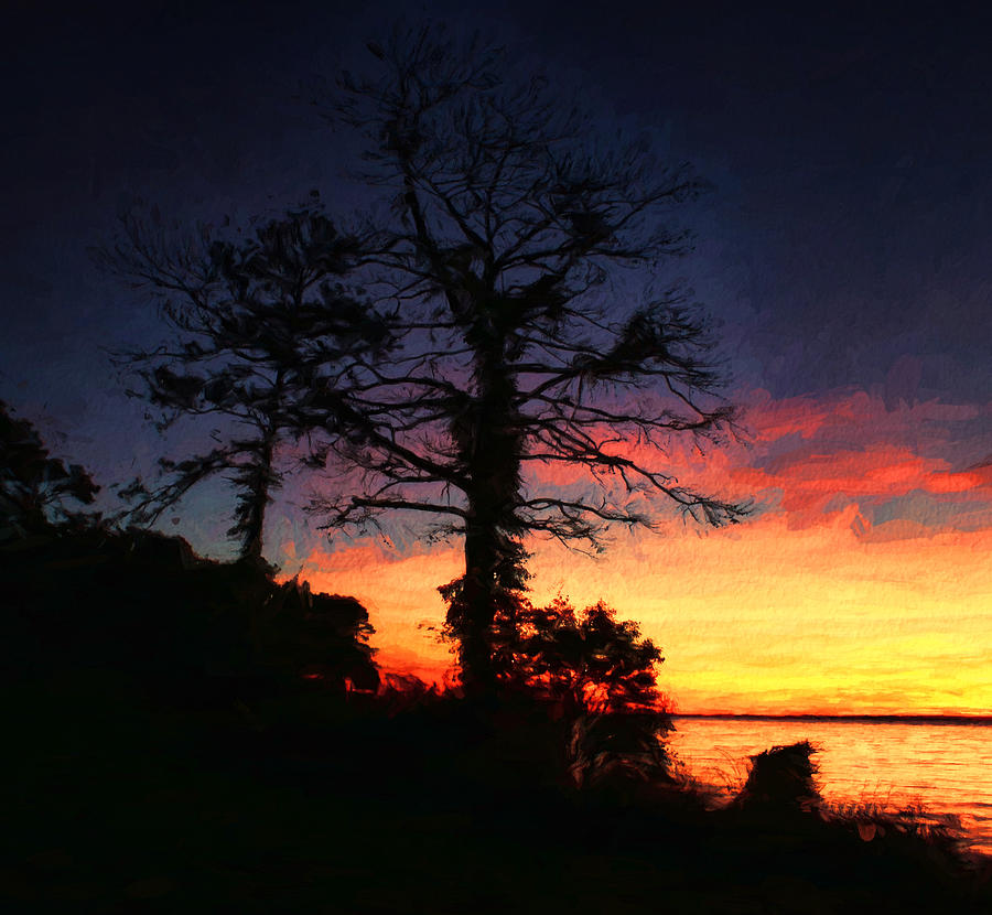 Tree Photograph - Celebrating the Trees at Sunset by Ola Allen