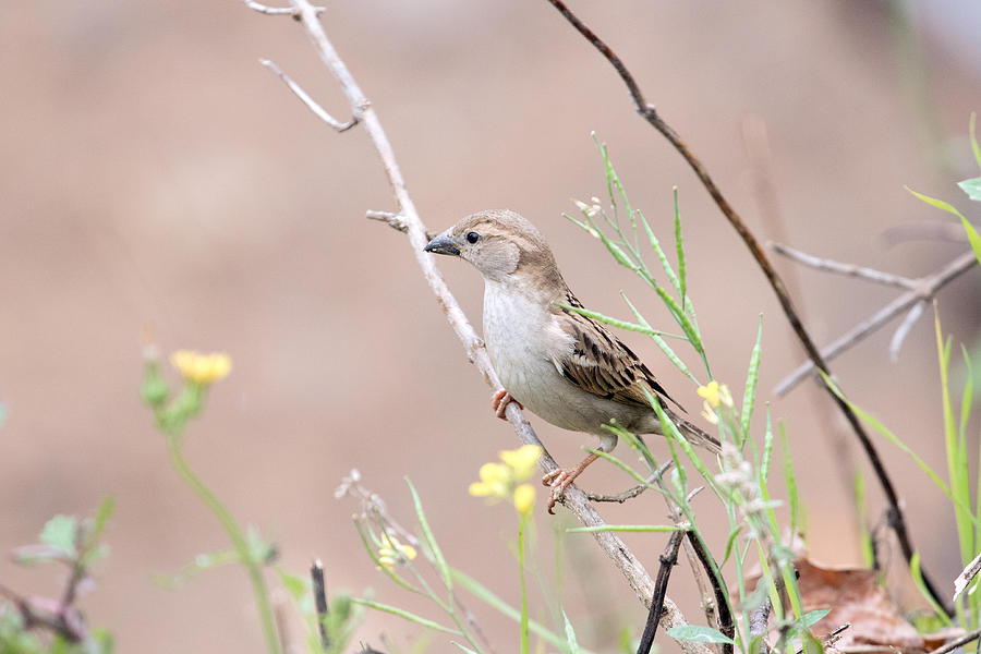 Bird Photograph - Celebrating World Sparrow Day by S S Cheema