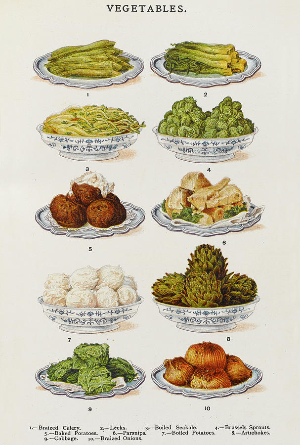 Vegetable Drawing - Celery - Leeks - Seakale -  Sprouts - by Mary Evans Picture Library