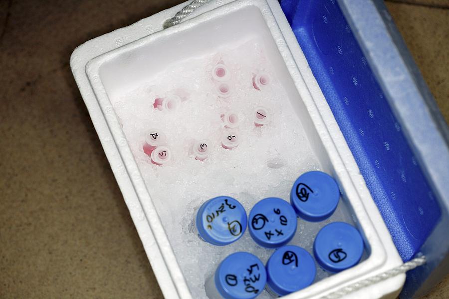 Cell Cultures Photograph by Science Photo Library Cell Cultures Photograph by Science Photo Library
