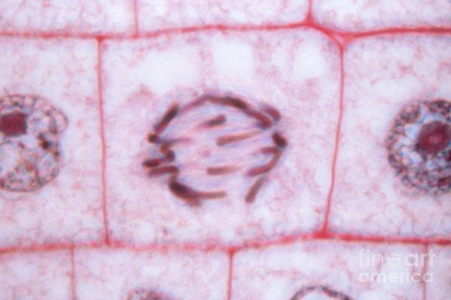 Cell Division  Anaphase Photograph by Kent Wood