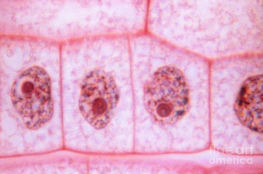 Cell Division Photograph by Kent Wood