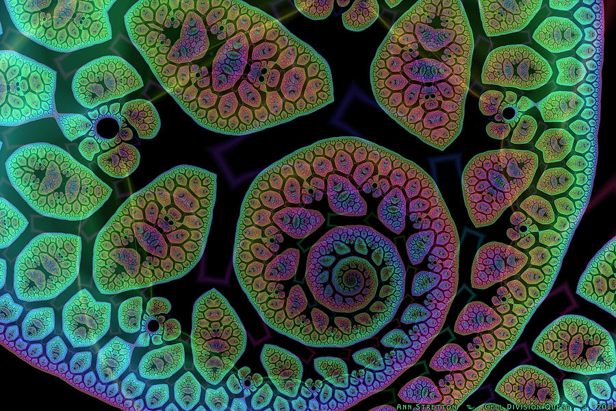 Cell Division Quest by Ann Stretton Cell Division Quest by Ann Stretton