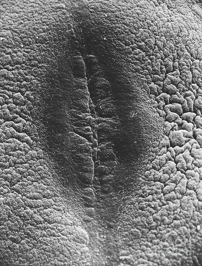 Cell Division, Sem Photograph by David M. Phillips