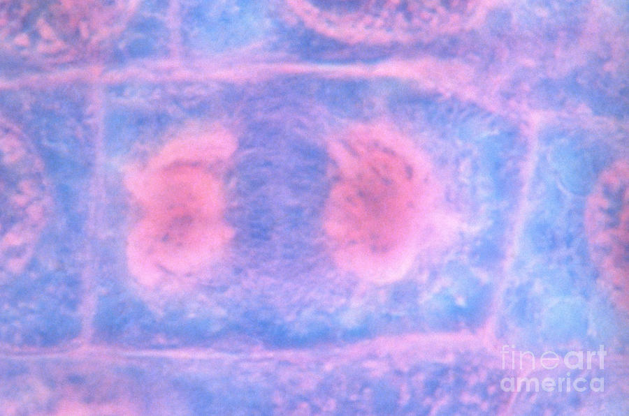 Cell Division  Telophase Photograph by Kent Wood