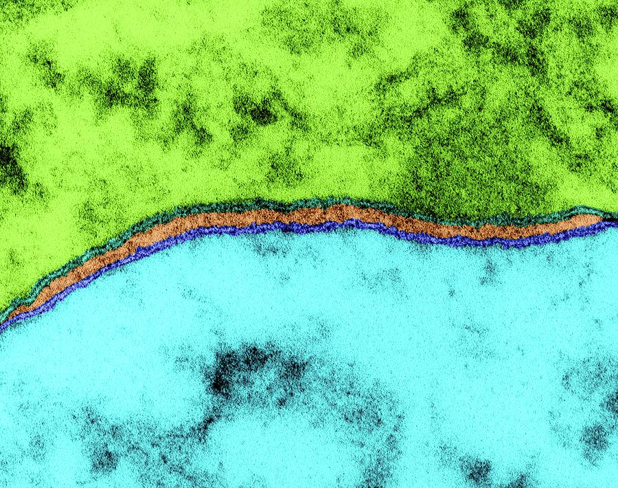 Cell Membrane Photograph by Dennis Kunkel Microscopy/science Photo Library