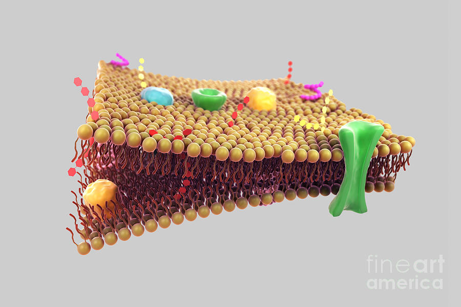 Cell Membrane Photograph by Science Picture Co