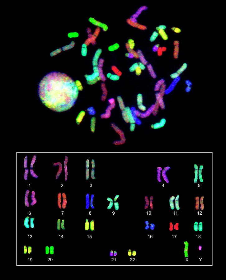 Cell Nucleus And Chromosomes Photograph by National Human Genome Institute
