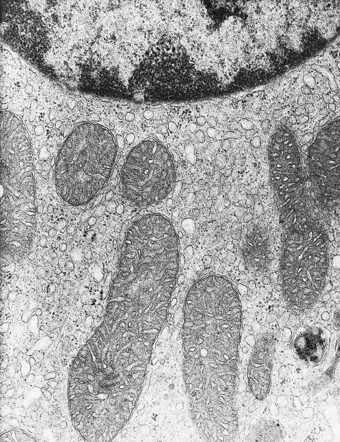 Cell Organelles, Tem Photograph by David M. Phillips