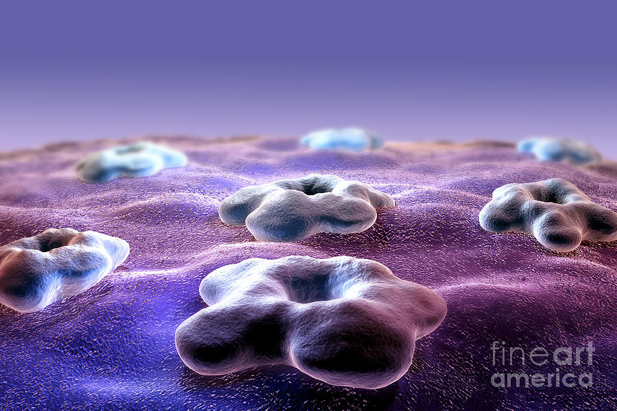 Cell Receptors Photograph by Science Picture Co