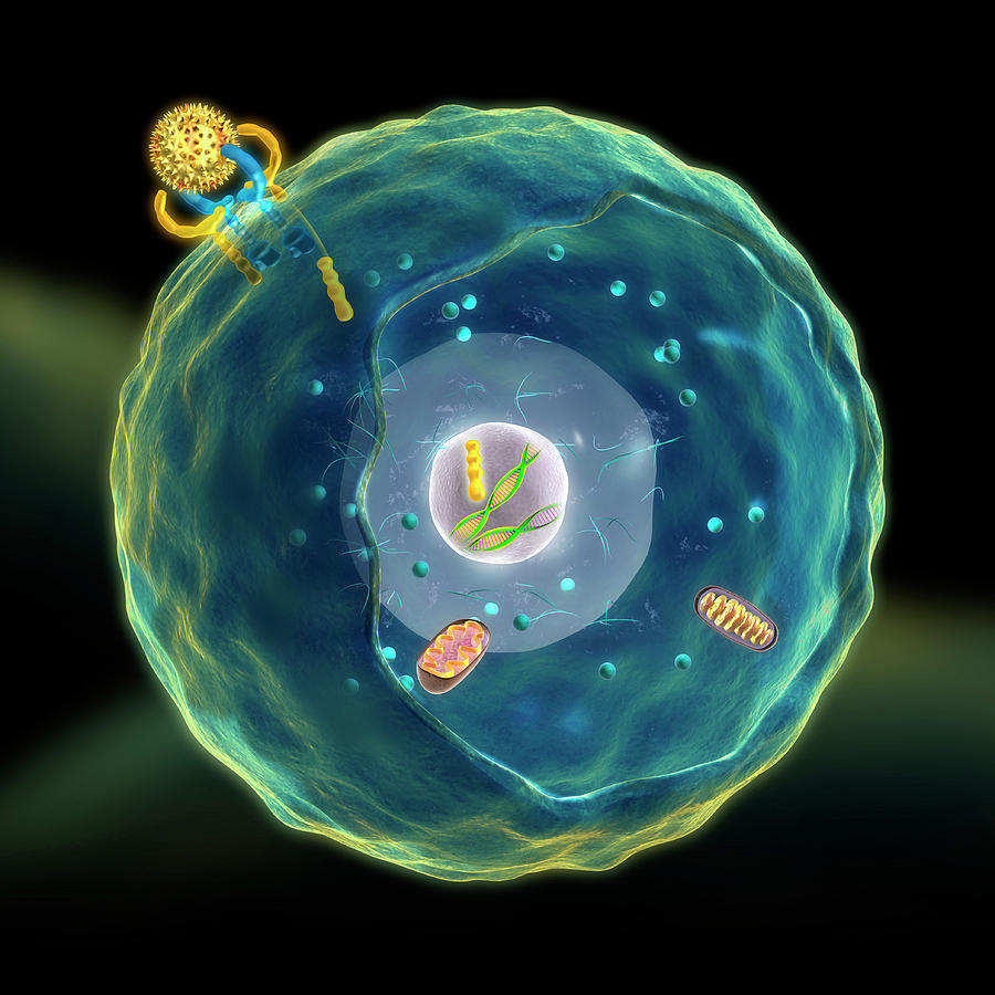 signal transduction