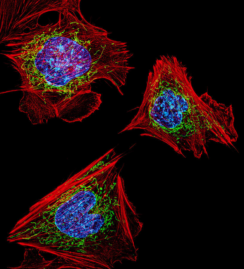 Cell Structure, Fm Photograph by Science Source
