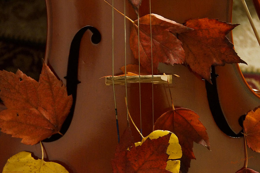 Cello Autumn 4 Photograph by Mick Anderson
