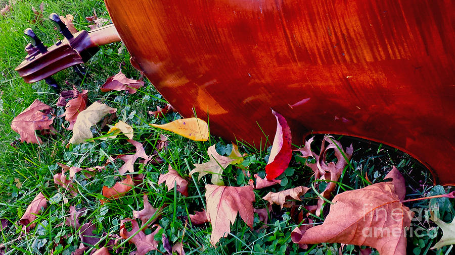Cello in Autumn Photograph by Anna Lisa Yoder