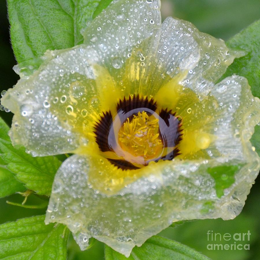 Cellophane Flower- Center Soaked Photograph by Darla Wood