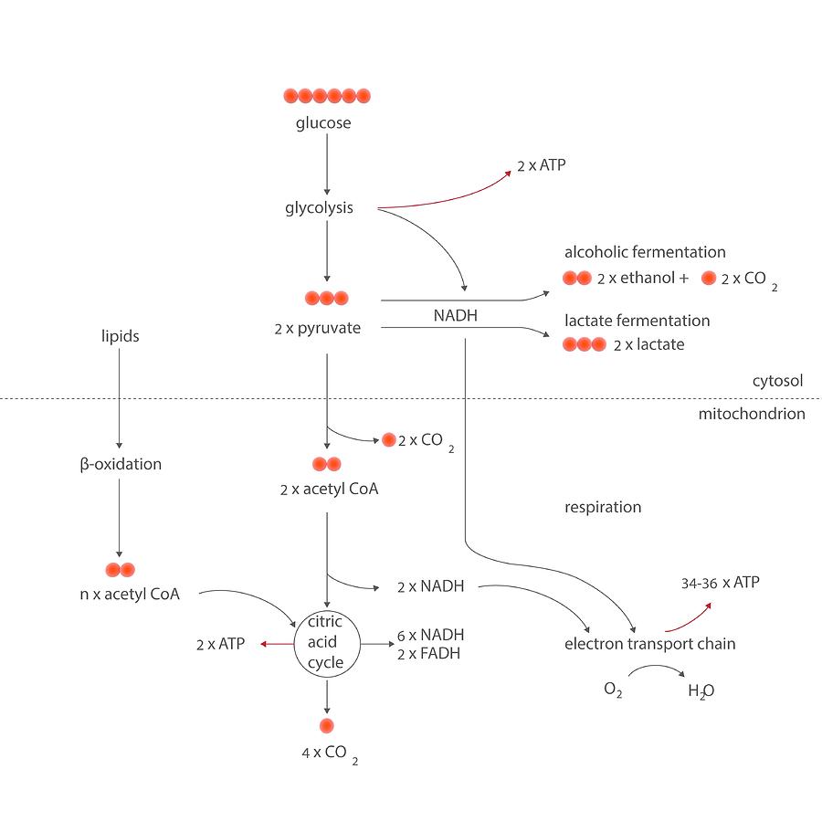 Cellular Respiration Metabolic Cycles Photograph by Science Photo Library